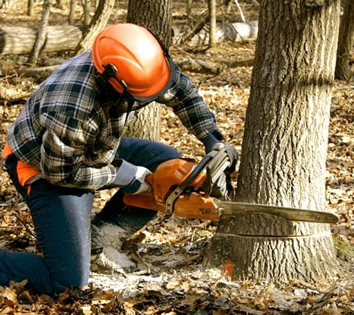 Tree Removal in Blue Rapids, KS